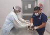 En el primer mes del año se castraron 743 animales y 1486 fueron vacunados contra la rabia