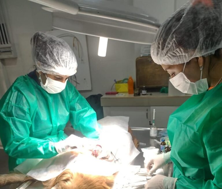 Con cirugías de mediana complejidad salvan la vida de varios animales