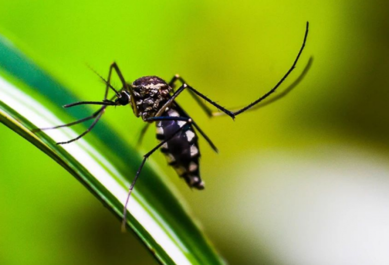 Es importante que la población sea parte activa en la prevención del dengue, zika y chikungunya