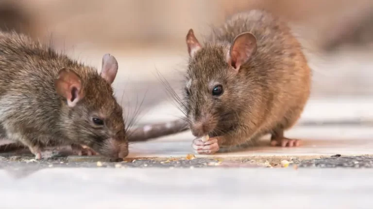 Alerta por la confirmación de tres casos de hantavirus en Irigoyen