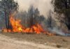 Los incendios consumieron más de 200 hectáreas en Salta